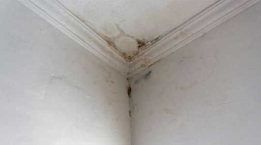 Peinture dégât des eaux